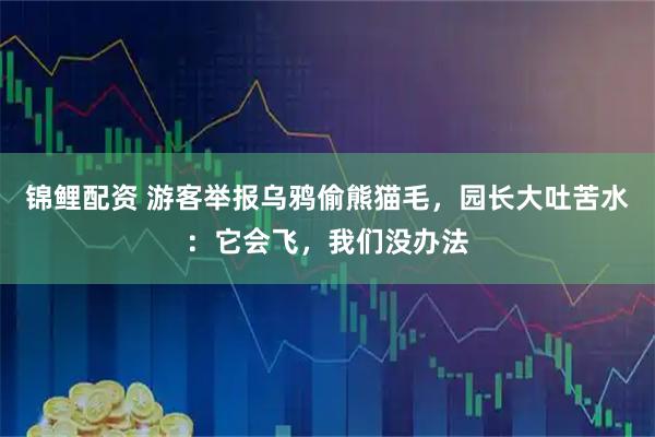 锦鲤配资 游客举报乌鸦偷熊猫毛，园长大吐苦水：它会飞，我们没办法